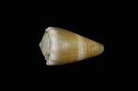 藏品(晚霞芋螺)的圖片